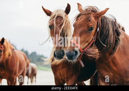 Due cavalli della baia che si erstazionano l'uno accanto all'altro sulla spiaggia. Primo piano. Animali e natura. Foto Stock