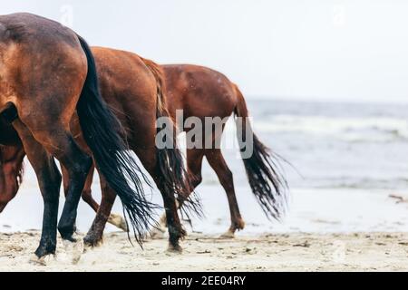 Tre rampini di cavallo in fila sulla spiaggia in un primo piano. Croccate e code equine. Foto Stock