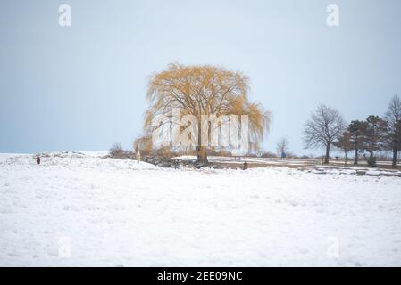 Edgewater parco salice albero in cleveland ohio Foto Stock