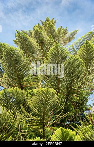 Pino dell'Isola Norfolk (Araucaria eterophylla). Conosciuto anche come pino stellato, albero triangolare o albero vivente di Natale, contrasto di blu cielo e verde Foto Stock