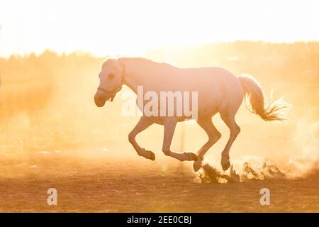 Cavallo bianco che corre sulla sabbia al tramonto. Animali. Stallone grigio rosso pureo. Foto Stock