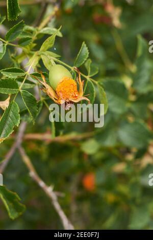 Fungo di Rust di rosa su fianchi di Rosa canina Foto Stock