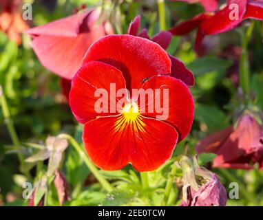 Delta pure Red Pansy o Viola su sfondo sfocato con un piccolo coleottero che emerge da dietro un petalo Foto Stock