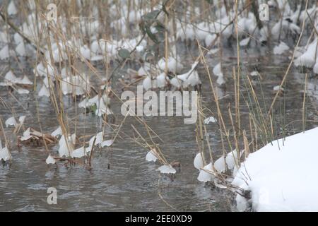Inverno nel Citypark Staddijk Foto Stock
