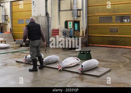 Tokyo, Giappone - Jan 22 2016: Acquirenti all'asta del tonno nel mercato del pesce di Tsukiji, Tokyo, Giappone, che ispezionano i tagli dei campioni di pesce per la consistenza e la qualità del fle Foto Stock