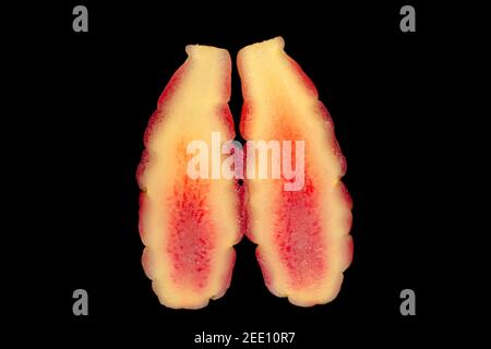 Oca du perou Foto Stock