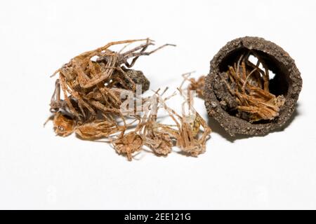 Sceliphron curvatum è un insetto del genere Sceliphron La famiglia delle vespe Specidae Foto Stock