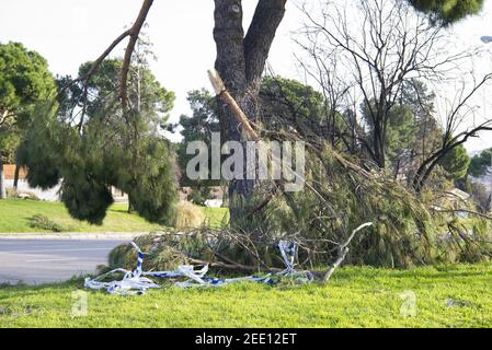 Alberi caduti nel parco di San Isidro a Madrid dopo la tempesta di neve Filomena. Alberi distrutti, rami rotti. Disastro naturale. Foto Stock