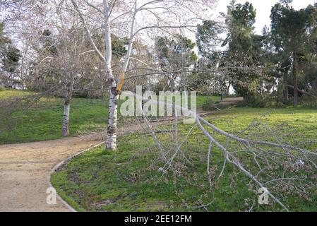 Alberi caduti nel parco di San Isidro a Madrid dopo la tempesta di neve Filomena. Alberi distrutti, rami rotti. Disastro naturale. Foto Stock