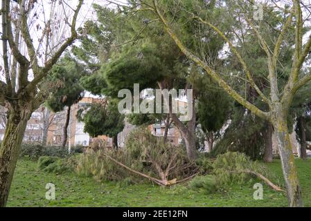 Alberi caduti nel parco di San Isidro a Madrid dopo la tempesta di neve Filomena. Alberi distrutti, rami rotti. Disastro naturale. Foto Stock