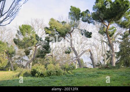 Alberi caduti nel parco di San Isidro a Madrid dopo la tempesta di neve Filomena. Alberi distrutti, rami rotti. Disastro naturale. Foto Stock