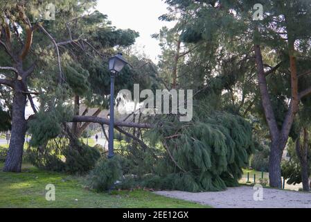 Alberi caduti nel parco di San Isidro a Madrid dopo la tempesta di neve Filomena. Alberi distrutti, rami rotti. Disastro naturale. Foto Stock