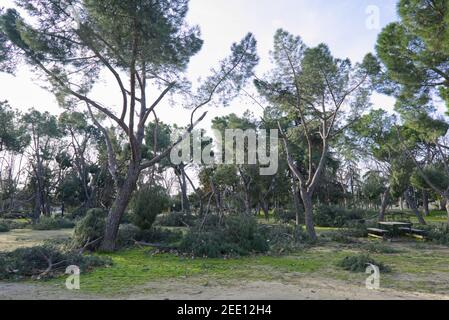 Alberi caduti nel parco di San Isidro a Madrid dopo la tempesta di neve Filomena. Alberi distrutti, rami rotti. Disastro naturale. Foto Stock