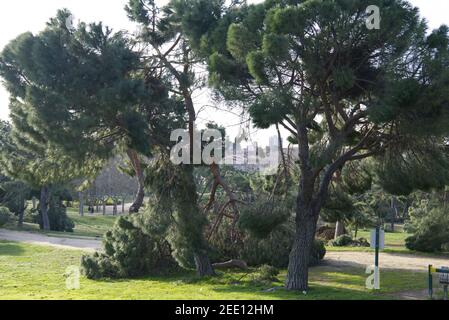 Alberi caduti nel parco di San Isidro a Madrid dopo la tempesta di neve Filomena. Alberi distrutti, rami rotti. Disastro naturale. Foto Stock