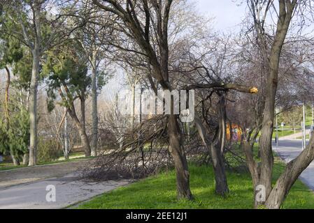 Alberi caduti nel parco di San Isidro a Madrid dopo la tempesta di neve Filomena. Alberi distrutti, rami rotti. Disastro naturale. Foto Stock