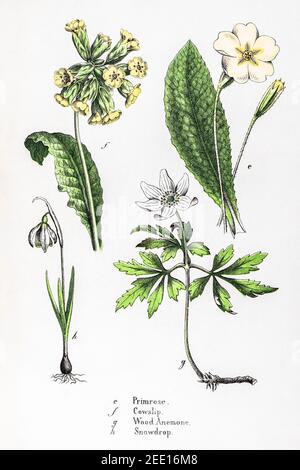 Illustrazione botanica vittoriana del XIX secolo restaurata digitalmente di Primrose, Cowslip, Wood Anemone & Snowdrop. Vedere le note per le informazioni sulla sorgente e sul processo. Foto Stock