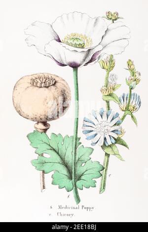 Restaurata digitalmente XIX secolo illustrazione botanica vittoriana di Poppy Medicinal / papaver somniferum & cicoria / Cichorium intybus. Vedere le note. Foto Stock