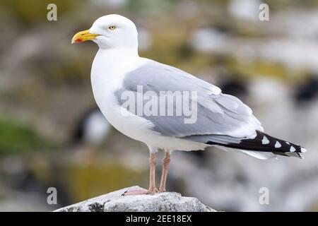 Gabbiano europeo di aringa, Larus argentatus, adulto in piedi sulla scogliera, Inghilterra, Regno Unito Foto Stock