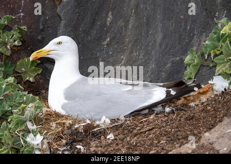 Gabbiano europeo di aringa, Larus argentatus, adulto seduto al nido, Inghilterra, Regno Unito Foto Stock