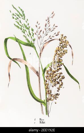 Illustrazione botanica vittoriana del XIX secolo restaurata digitalmente di riso e Millet. Vedere le note per le informazioni sulla sorgente e sul processo. Foto Stock