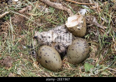 Gabbiano europeo di aringa, Larus argentatus, nido con due uova e 1 pulcino a terra su scogliera, Inghilterra, Regno Unito Foto Stock