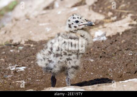 Gabbiano europeo di aringa, Larus argentatus, pulcino unico che sta in piedi nella zona del nido sulla scogliera, Inghilterra, Regno Unito Foto Stock