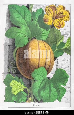 Restaurata digitalmente XIX secolo illustrazione botanica vittoriana di Melon frutta / Cucumis melo. Vedere le note per le informazioni sulla sorgente e sul processo. Foto Stock