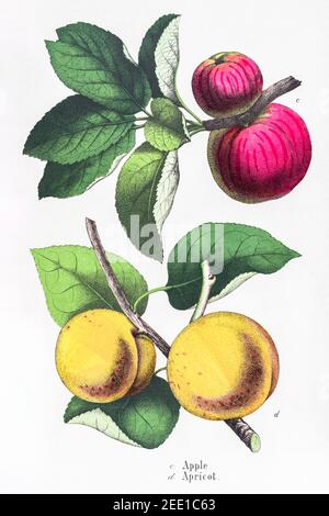 Illustrazione botanica vittoriana del XIX secolo restaurata digitalmente di frutti di mela / Malus & Apricot / Prunus armeniaca. Vedere le note per le informazioni sulla sorgente. Foto Stock