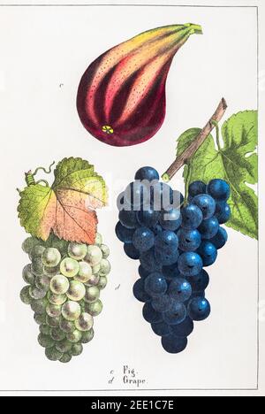 Illustrazione botanica vittoriana del XIX secolo restaurata digitalmente di uve bianche e nere / Vitis vinifera & Fig / Ficus carica. Vedere le note. Foto Stock