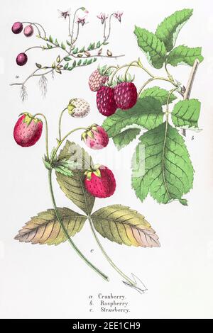 Illustrazione botanica vittoriana del XIX secolo restaurata digitalmente di mirtillo rosso, lampone e fragola. Vedere le note per le informazioni sulla sorgente e sul processo. Foto Stock