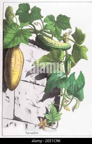 Restaurata digitalmente XIX secolo illustrazione botanica vittoriana di Cetriolo / Cucumis sativus. Vedere le note per le informazioni sulla sorgente e sul processo. Foto Stock