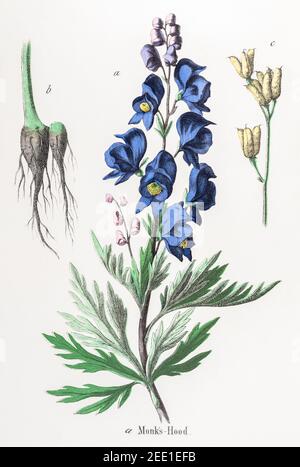 Illustrazione botanica vittoriana del 19° secolo restaurata digitalmente di Monk's Hood, Monkshood / Aconitum napellus. Vedere le note per le informazioni sulla sorgente e sul processo Foto Stock