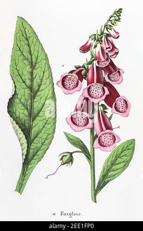 Illustrazione botanica vittoriana del XIX secolo restaurata digitalmente di Purple Foxglove / Digitalis purpurea. Vedere le note per le informazioni sulla sorgente e sul processo. Foto Stock