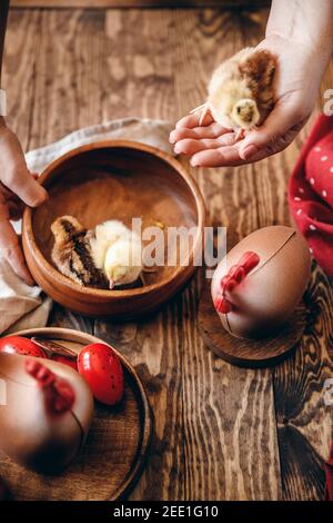 Il pollo al cioccolato è simbolo di Pasqua, il cuoco tiene in mano il pulcino vivo. Foto Stock