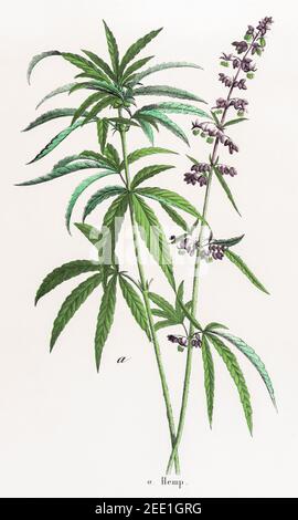 Restaurata digitalmente XIX secolo illustrazione botanica vittoriana della canapa, Cannabis / Cannabis sativa. Vedere le note per le informazioni sulla sorgente e sul processo. Foto Stock