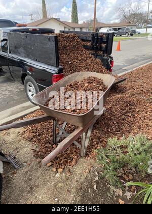 Immagine verticale di una carriola e di un pianale di un autocarro raccoglitore pieno di trucioli di legno Foto Stock