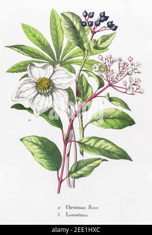 Illustrazione botanica vittoriana del XIX secolo restaurata digitalmente di Christmas Rose / Helleborus niger & Laurustinus / Viburnum tinus. Vedere Note. Foto Stock