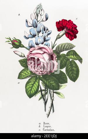 Illustrazione botanica vittoriana del XIX secolo restaurata digitalmente di Carnation, Lupin e Rose. Vedere le note per le informazioni sulla sorgente e sul processo. Foto Stock