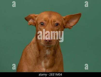 Salvato Podenco Andaluz Ritratto di caccia spagnolo Foto Stock