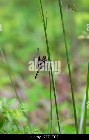 Femmina Widow Skimmer (Libellula luctuosa) libellula appollaiato su una lama di erba. Foto Stock