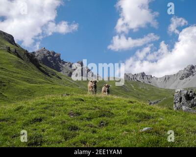 Due bovini in piedi su un prato nelle alpi svizzere con montagne e nuvole sullo sfondo Foto Stock