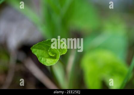 Una nuova foglia verde si svanola a forma di cuore. Foto Stock