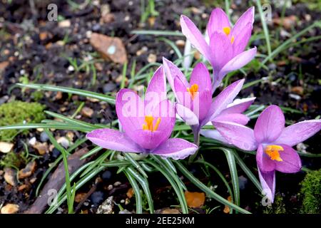 Crocus tommasinianus roseus primo crocus roseus – gruppo di fiori aperti con petali esterni bianchi e rosa all'interno, febbraio, Inghilterra, Regno Unito Foto Stock