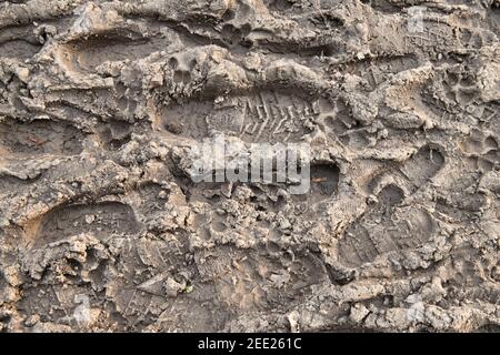 Molti piedi (scarpa) stampe in fango, sfondo, marrone Foto Stock