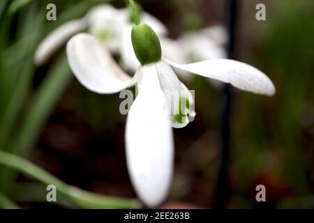 Galanthus nivalis Snowdrops – fiori bianchi pendenti a forma di campana con cuore verde capovolto, febbraio, Inghilterra, Regno Unito Foto Stock