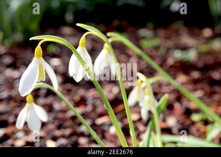 Galanthus plicatus ‘Wendys Gold‘ Snowdrop Wendy’s Gold – nevicate gialle con grande marcatura giallo verde pallido sui teppals interni, febbraio, Inghilterra, Regno Unito Foto Stock