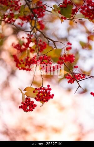 Wild Cherries foglie d'autunno Foto Stock