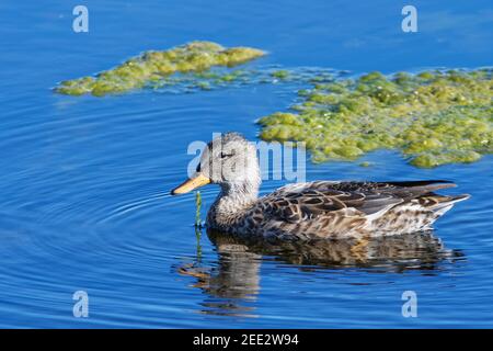 Gadwall (Anas strepera) femmina che dabbling per stagno erbacce in una piscina paludosa, Catcott Lows National Nature Reserve, Somerset, UK, settembre. Foto Stock