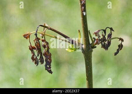 Cenere (Fraxinus excelsior) che muore a causa della malattia della cenere da dieback (Hymenoscypus fraxineus) mentre le sue foglie si allargano, Wiltshire, UK, maggio. Foto Stock