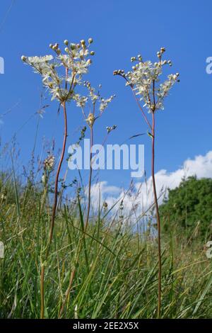 Dropwort / Kern-leaf dropwort (Filipendula vulgaris) che fiorisce su un pendio di prateria di gesso, Salisbury Plain, Wiltshire, Regno Unito, maggio. Foto Stock